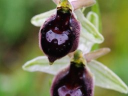 Ophrys_bertoloniiformis_x_O._biscutella_Monte_Sant_Angelo